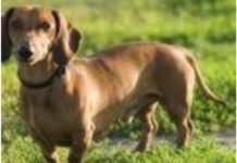 Leitora procura por animal desaparecido