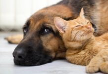 Secretaria de Saúde de Itaperuna inicia campanha de vacinação antirrábica neste sábado