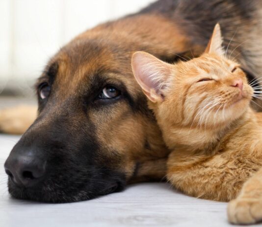 Secretaria de Saúde de Itaperuna inicia campanha de vacinação antirrábica neste sábado