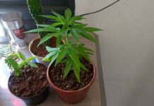 Pés de maconha são encontrados numa casa em Raposo