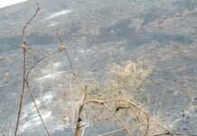 Bombeiros de Natividade combatem incêndio em Área de Preservação Ambiental