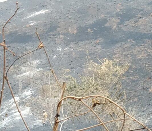 Bombeiros de Natividade combatem incêndio em Área de Preservação Ambiental