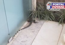 Lagarto “Aposentado” movimenta o Centro de Itaperuna