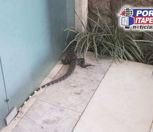 Lagarto “Aposentado” movimenta o Centro de Itaperuna