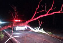 Árvore cai sobre veículo da BR-356 e deixa uma pessoa ferida