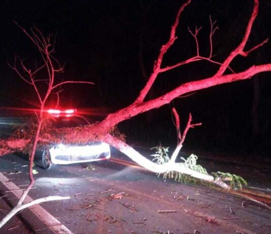 Árvore cai sobre veículo da BR-356 e deixa uma pessoa ferida