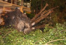 Temporal com ventos fortes derruba árvores em Italva