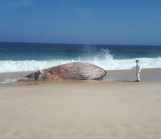 Instituto Estadual do Ambiente resgata baleia morta em Maricá