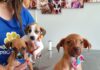 Protetora de animais divulga cães para adoção