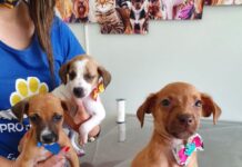 Protetora de animais divulga cães para adoção