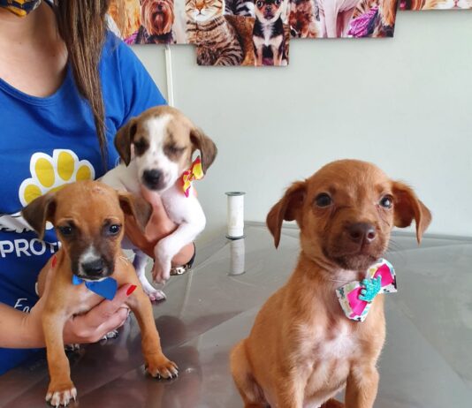 Protetora de animais divulga cães para adoção