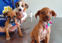 Centros de atendimento animal para 16 municípios do RJ