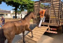 Defesa Civil de Itaperuna recolhe mais de 200 animais soltos em vias públicas do município