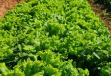 Em Itaperuna é feita a primeira colheita no projeto “Mãos à Horta”