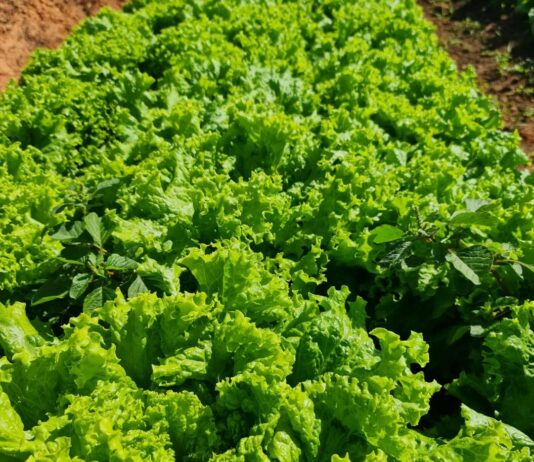 Em Itaperuna é feita a primeira colheita no projeto “Mãos à Horta”