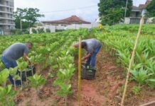 Horta comunitária em Itaperuna complementa a alimentação de muitas famílias