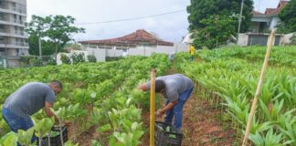 Horta comunitária em Itaperuna complementa a alimentação de muitas famílias