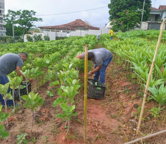 Horta comunitária em Itaperuna complementa a alimentação de muitas famílias