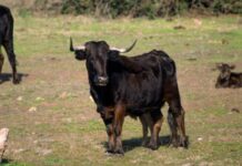 Homem fica ferido após ser atacado por vaca no distrito de São João do Paraíso
