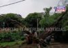 Em Itaperuna, árvore cai na Praça Nilo Peçanha por causa da chuva