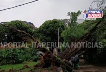 Em Itaperuna, árvore cai na Praça Nilo Peçanha por causa da chuva