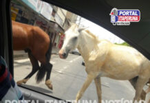 Prefeitura de Itaperuna realiza ação de apreensão de animais soltos em via pública