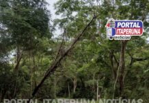 Árvores com risco de queda ameaçam condutores de veículos na RJ-214 em Itaperuna