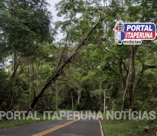 Árvores com risco de queda ameaçam condutores de veículos na RJ-214 em Itaperuna