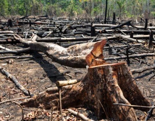Em governo de Lula desmatamento na Amazônia já bate recorde em fevereiro
