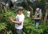 Técnicos da Secretaria do Ambiente de Itaperuna trabalham com produção e manejo de mudas