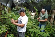 Técnicos da Secretaria do Ambiente de Itaperuna trabalham com produção e manejo de mudas