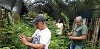 Técnicos da Secretaria do Ambiente de Itaperuna trabalham com produção e manejo de mudas