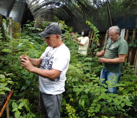Técnicos da Secretaria do Ambiente de Itaperuna trabalham com produção e manejo de mudas