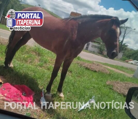 Defesa Civil e Guarda Civil de Miracema retiram animais de rodovias