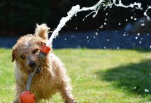 Onda de calor: CRMV-RJ relaciona dicas de cuidados para os animais