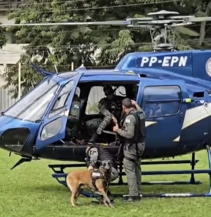Companhia de cães ajudaram nas buscas
