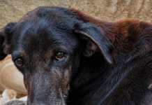 Cão em condições precárias é resgatado após denúncia de maus-tratos em Itaperuna