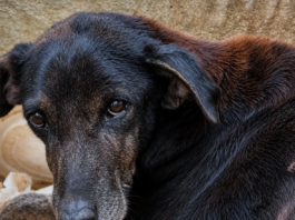 Cão em condições precárias é resgatado após denúncia de maus-tratos em Itaperuna