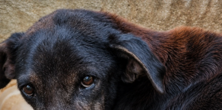Cão em condições precárias é resgatado após denúncia de maus-tratos em Itaperuna