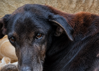 Cão em condições precárias é resgatado após denúncia de maus-tratos em Itaperuna