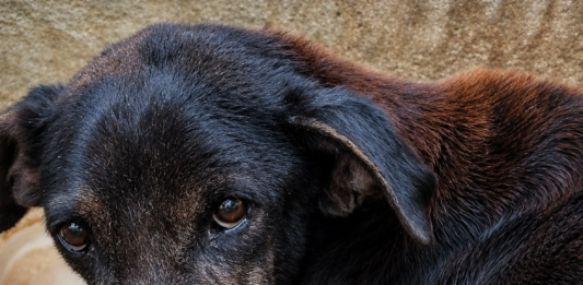 Cão em condições precárias é resgatado após denúncia de maus-tratos em Itaperuna