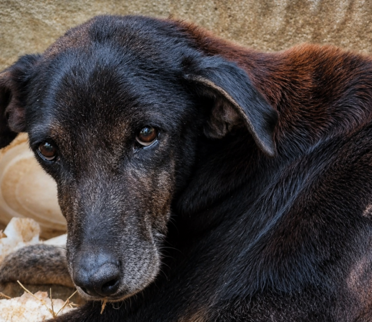 Cão em condições precárias é resgatado após denúncia de maus-tratos em Itaperuna